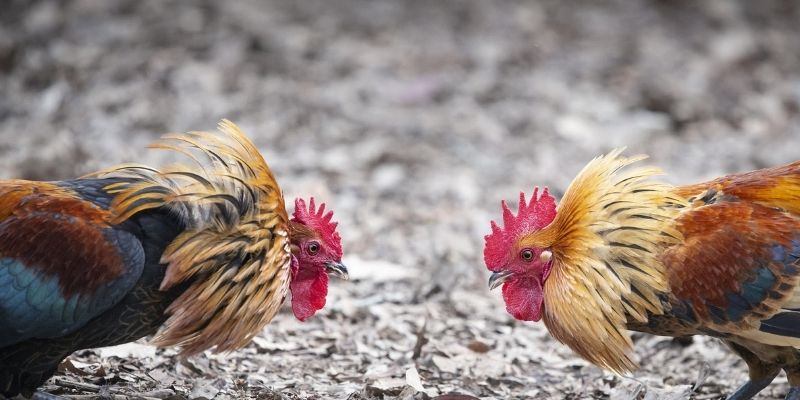 Ưu đãi hấp dẫn dành cho người chơi đá gà