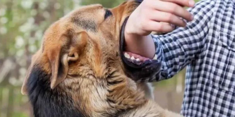 Những con số mơ thấy chó cắn đem lại may mắn