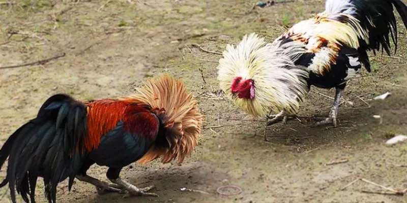 Chiến thuật chơi đá gà được chia sẻ bởi cao thủ